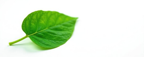 Fototapeta premium Delicate green leaf isolated on white background, detail, nature