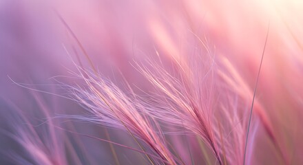 Hairawn Muhly grass
