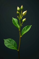 Fototapeta premium Isolated stem with leaves and buds against a dark gray background, shrub, botanical, stem