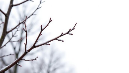 Obraz premium Isolated tree branches against white background, bare, frost, twig