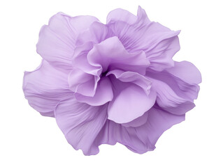 A purple flower with a white background. The flower is very large and has a lot of detail