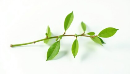 Fototapeta premium Single branch with delicate leaves isolated on white background, simple, nature