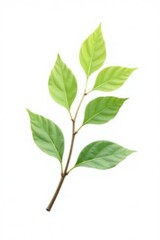 Single branch with delicate leaves on white background, isolated branch, tree