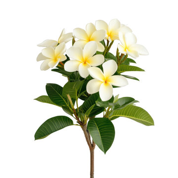 A single white flower with five petals is the main focus of the image. The flower is surrounded by green leaves, and it is the only flower in the scene. The image has a serene and peaceful mood