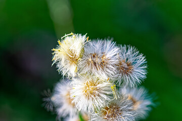 White flowers of conyza canadensis blossoming in summer meadow