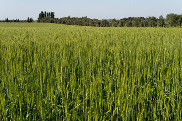 Verdant Wheat Field Under Clear Blue Sky