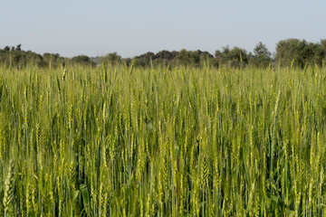 Verdant Wheat Field Under Clear Blue Sky