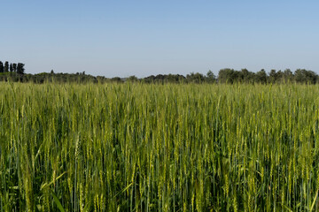 Verdant Wheat Field Under Clear Blue Sky