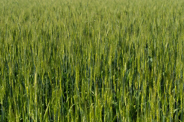 Verdant Wheat Field Under Clear Blue Sky
