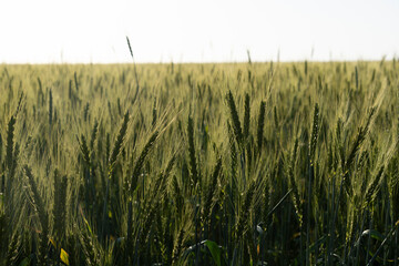 A green wheat field in winter