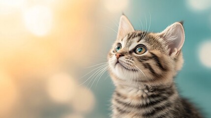 Obraz premium National Pet Day, Adorable Tabby Kitten Looking Up Soft Bokeh Background Cute Pet Portrait