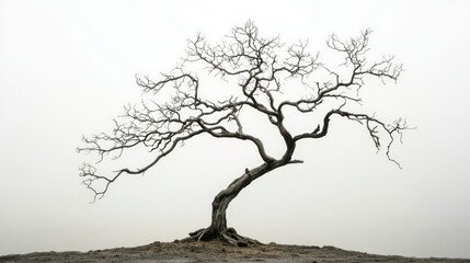 Fototapeta premium Lonely Tree in Fog