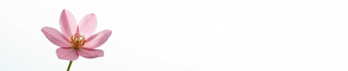 Obraz premium Delicate flower with intricate details isolated on white background, solitary, floral