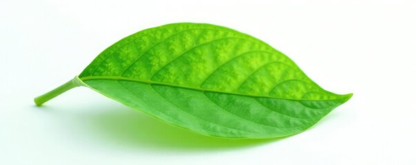 Fototapeta premium Delicate green leaf isolated on white background, green, color palette