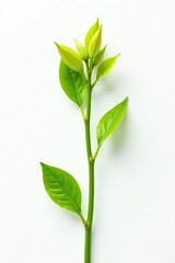 Obraz premium Isolated plant stem against a plain white background with focus on texture, green, botanical, flowerstem
