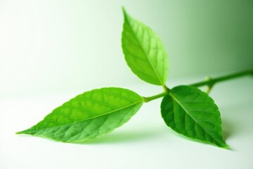 Fototapeta premium Isolated single stem with green leaves on a white surface, isolated, plant, stem