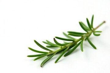 Fototapeta premium isolated sprig of rosemary on white background, floral, herb
