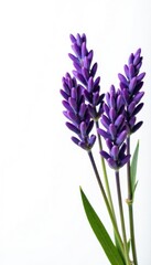 Obraz premium Isolated sprigs of lavender against bright white, flower arrangement, flowers