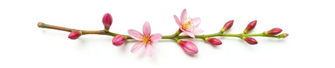 Naklejka premium Isolated stem with buds and flowers on white background, botanical, buds, plant life