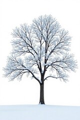 Obraz premium Isolated tree branches on a snowy white background, serene, branches, snow