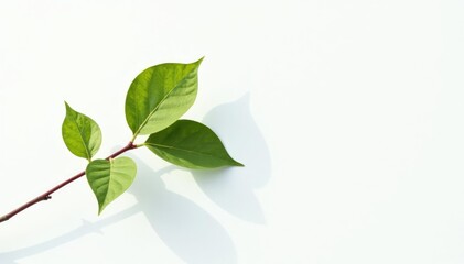 Obraz premium Single branch against a white background with shadows, shadow, nature,