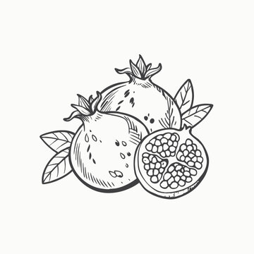 recommend clip art: Pomegranate fruit hand drawn retro. Sweet pomegranate. Delicious fruit. Hand drawn sketch. Vintage style. Vector illustration isolated on color background.