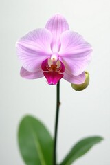 Obraz premium Small isolated orchid on white background with delicate petals, tropical, botanical, exotic