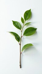 Fototapeta premium Single branch with delicate leaves on pure white surface, texture, white