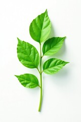 Obraz premium Delicate green leaf isolated on white background, whitebackground, simple shape, botanical