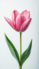 Fototapeta premium Delicate flower petals unfurl on a snowy white background, bloom, isolated, blooms