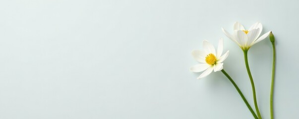 Simple arrangement of a single white flower on a plain background, white, flowers