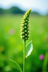Small green spiky flowers on Amaranthus retroflexus in a field, wildflower, pigweed, flowers