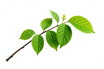 Fototapeta premium Isolated single branch of a tree on white background, botanical, nature, branch