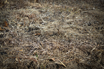 close-up of very dry parched or dormant grass. soil and rough texture vegetation from thirsty or post-winter lawn state landscape background. 