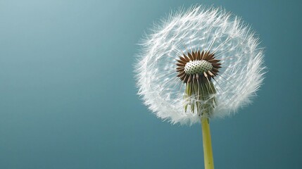 Closeup Dandelion Seed Head Soft Blue Background