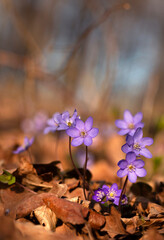 Fioletowe kwiaty Przylaszczki pospolitej w lesie.  © mycatherina