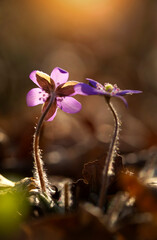 Fioletowe kwiaty Przylaszczki pospolitej w lesie.  © mycatherina