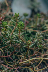 Obraz premium succulent Sedum album