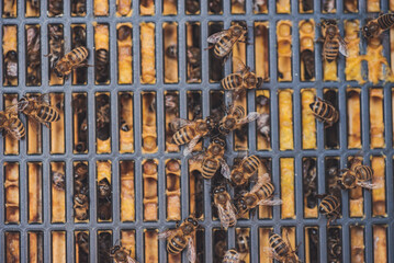 Pszczoły na kracie odgrodowej