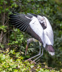 Wood Stork among green leafy trees