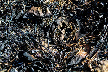 close-up of recent scorched vegetation from a prescribed burn for land management purposes....