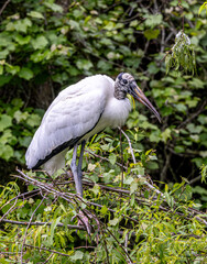 Wood Stork among green leafy trees