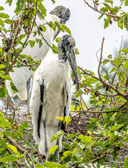 Wood Stork among green leafy trees