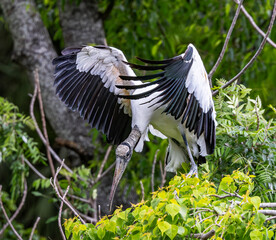 Wood Stork among green leafy trees