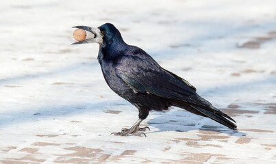 crow on the beach