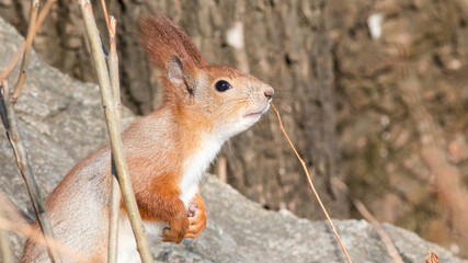 squirrel in the forest