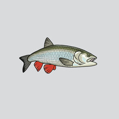 fish chub