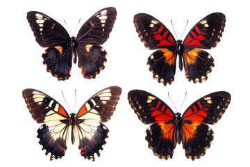 Naklejka premium A vibrant quartet of butterflies, showcasing exquisite wing patterns in rich blacks, fiery oranges, and striking reds against a stark white background.