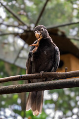 Vertical photo of exotic dark parrot on tree branch cleans paws with beautiful bokeh background. African vasa parrot shows natural behavior