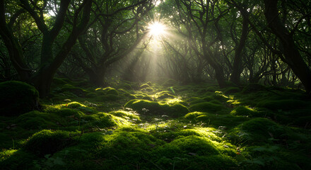 Obraz premium morning in the forest